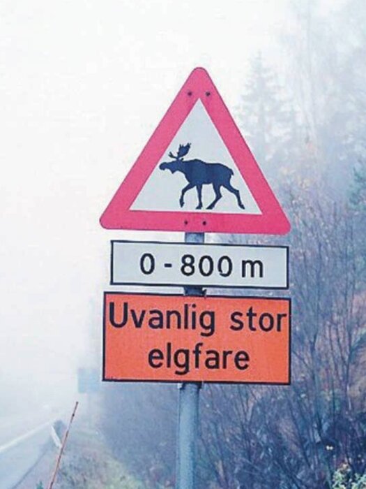 Varningsskylt i Norge med texten "Uvanlig stor elgfare" och "0-800 m" i dimmig skogsmiljö.