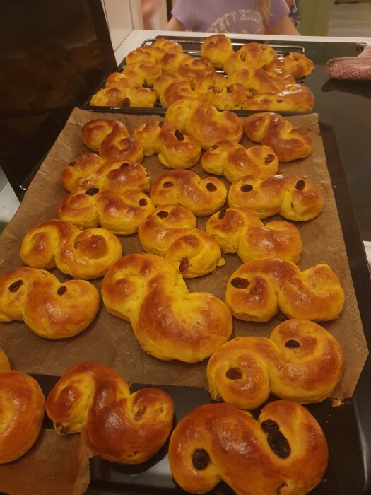 Färska saffransbullar, även kallade lussekatter, ligger tätt på en bakplåt täckt med bakplåtspapper.