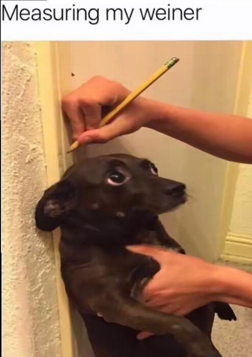 En person håller en liten hund mot en vägg medan de mäter hundens höjd med en penna. Hunden ser förvånad ut.