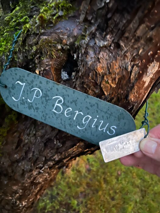 Skyltar på trädstam: Grön skylt med "J.P Bergius" och en mindre metallskilt med datum 1943-12-19 i en äldre trädgårdstomt.