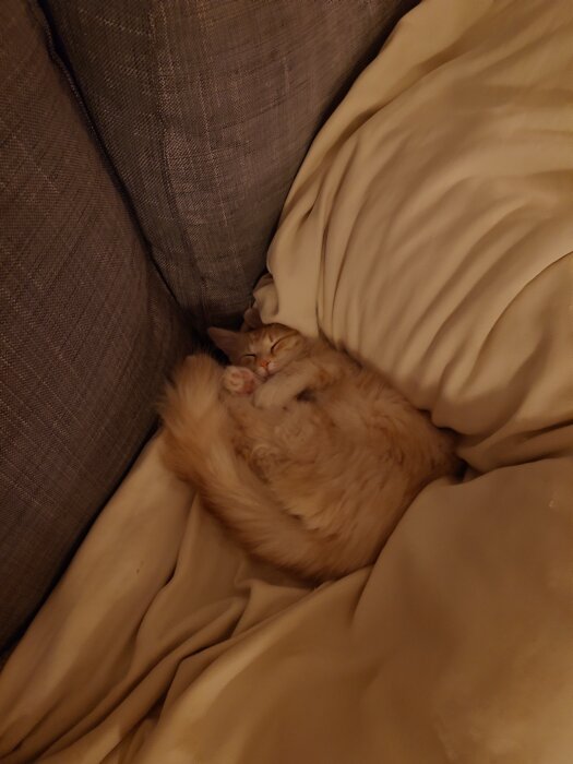 En sovande katt ligger hopkrupen i en soffa, omgiven av kuddar.
