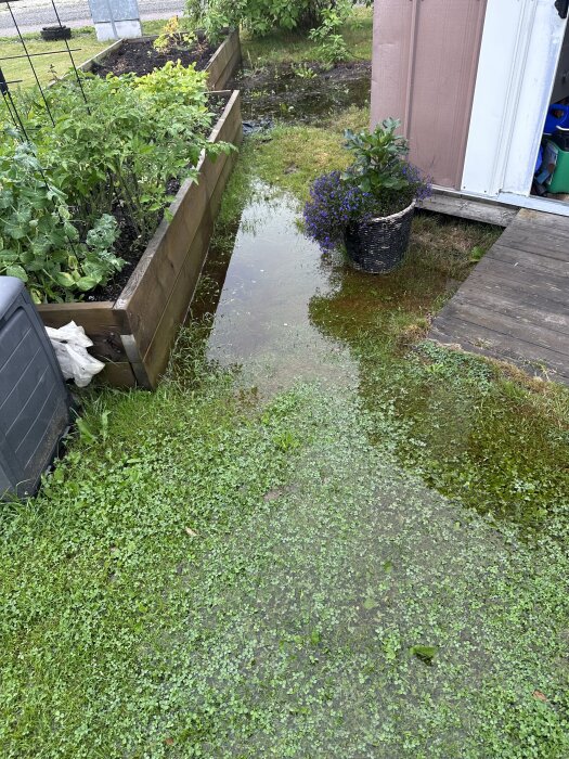 Gräsmatta med stående vatten intill hus och planteringslåda, indikerar problem med dränering efter regn.