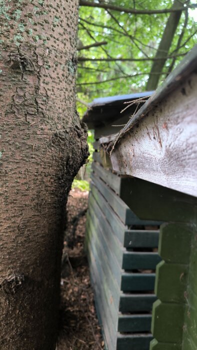 Trädstam växer in i sidan på ett vedskjul, trädets struktur och skjulets tak och vägg syns i närbild.
