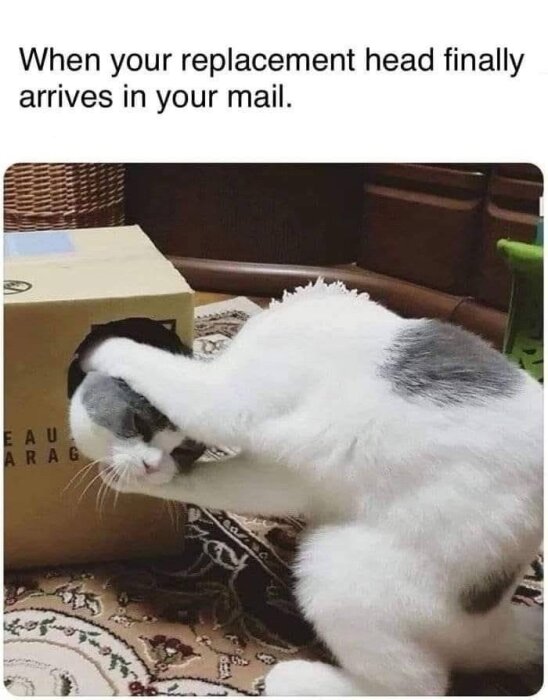 Katt försöker dra fram en annan katts huvud från ett hål i en kartong, med texten "When your replacement head finally arrives in your mail.