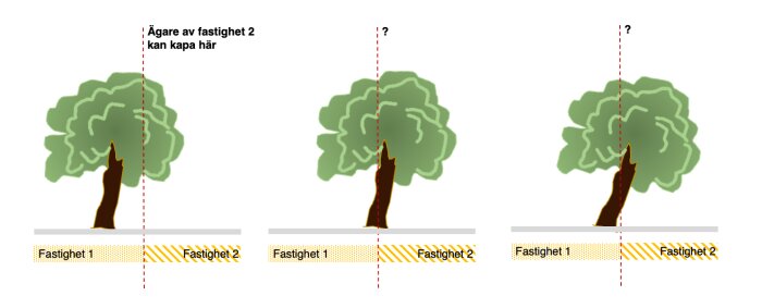 Tre träd på gränsen mellan två fastigheter, där det vänstra trädet har en markerad kapgräns och de två högra har frågetecken.