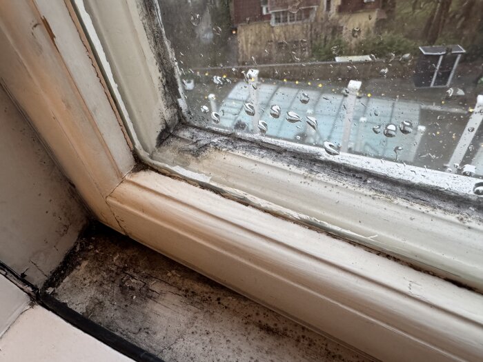 Dubbelglasat fönster med kondens och mögelbildning i karm och mellan glasen.
