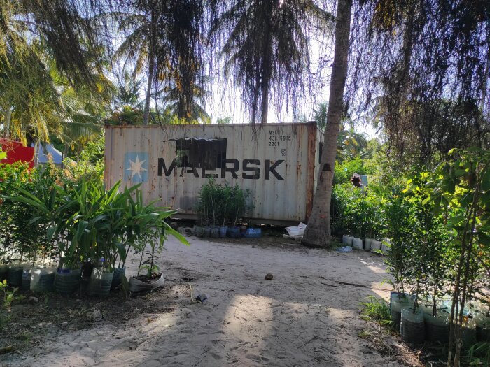 En 20-fots container från Maersk i en trädbevuxen miljö, omgiven av växter och sandig mark.
