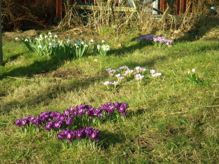 Krokus & snödroppar 3.JPG