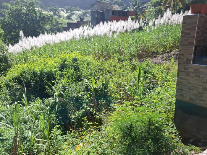 Grönskande trädgårdstomt med sockerrör och tät vegetation, synlig del av ett hus med stenfasad på höger sida.