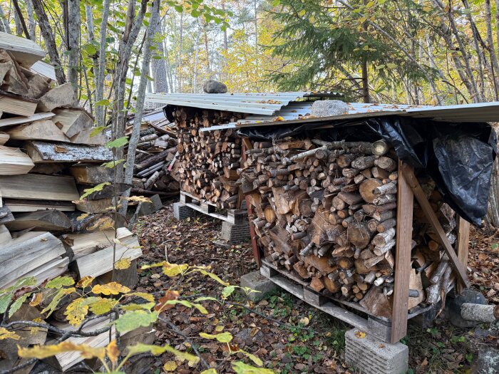 Vedförråd i skogsmiljö med staplat veden under ett plåttak, omgiven av lövträd och mark täckt av löv.