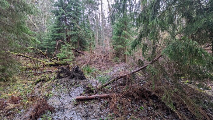 Skogsglänta med fallna träd och lera på marken, omgiven av tätt växande granar och buskar i en fuktig miljö.