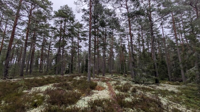 Tät skog med höga träd och en stig täckt av mossa och låga växter under en mulen himmel.