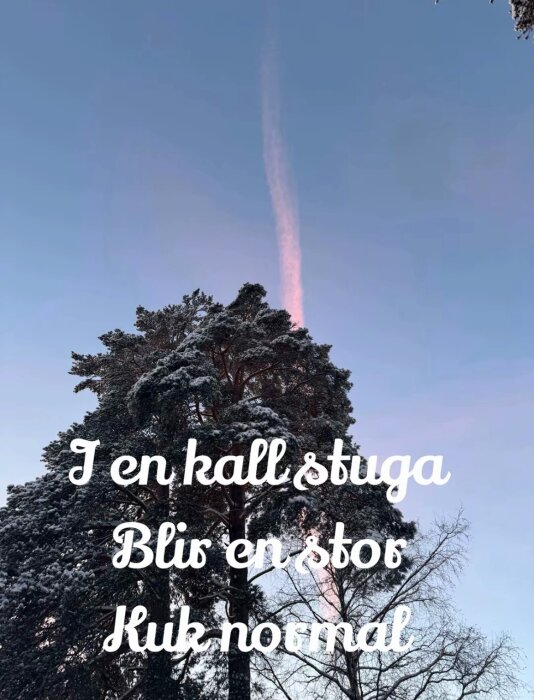 Tallar täckta av snö mot en blå himmel med rosa molnband, text i förgrunden som lyder: "I en kall stuga blir en stor kuk normal".