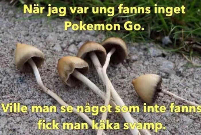Bild på små svampar på grus med text: "När jag var ung fanns inget Pokemon Go. Ville man se något som inte fanns fick man käka svamp.