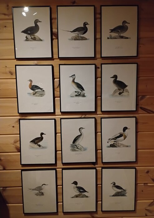 Tolv inramade fågelillustrationer hänger i tre rader på en trävägg, varje med olika fågelarter på sten.