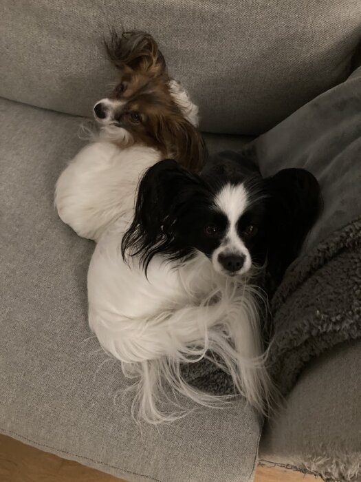 Två små hundar ligger ihopkurade på en grå soffa, ser ut att undvika regnet utomhus.