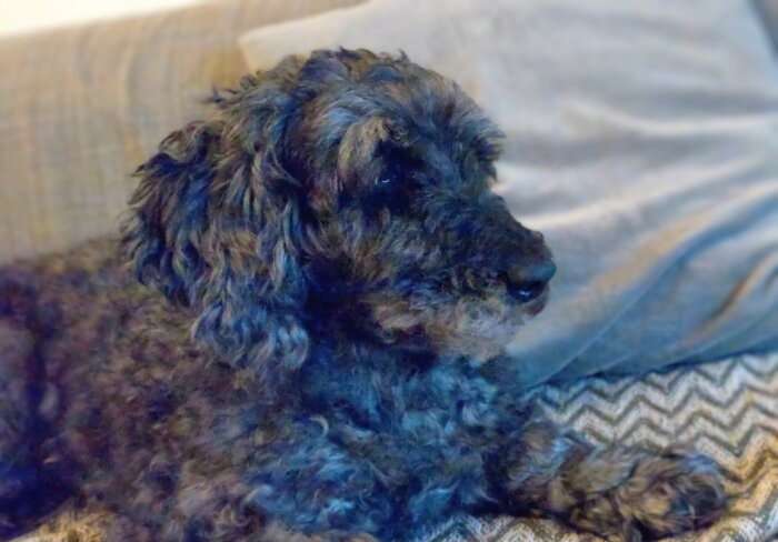 En lockig, mörkgrå hund ligger avslappnad på en soffa med beige kuddar i bakgrunden.