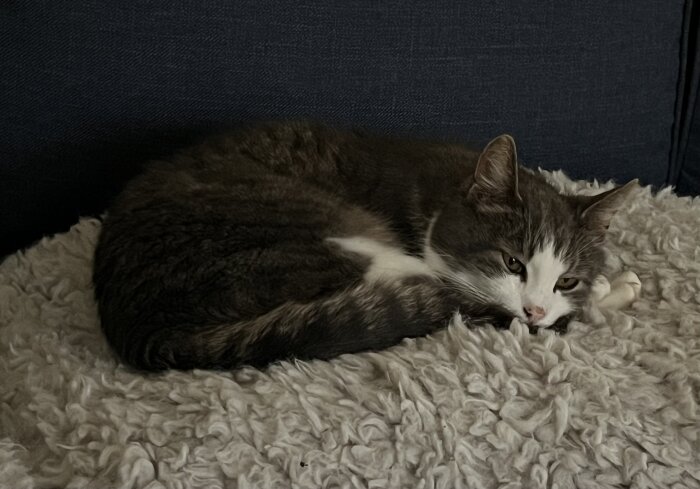 Katt ligger på en fluffig kudde och vilar på en mörk soffa.