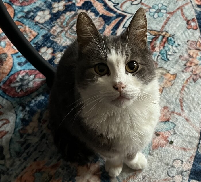 Grå och vit katt med stora ögon tittar uppåt, sittandes på en mönstrad matta.