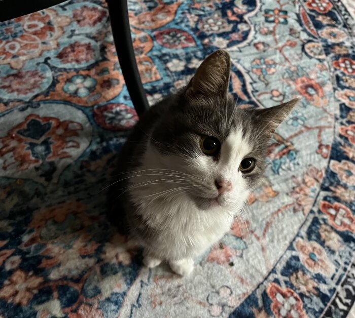 Katt med stora ögon på färgglad matta, söker uppmärksamhet från matte.