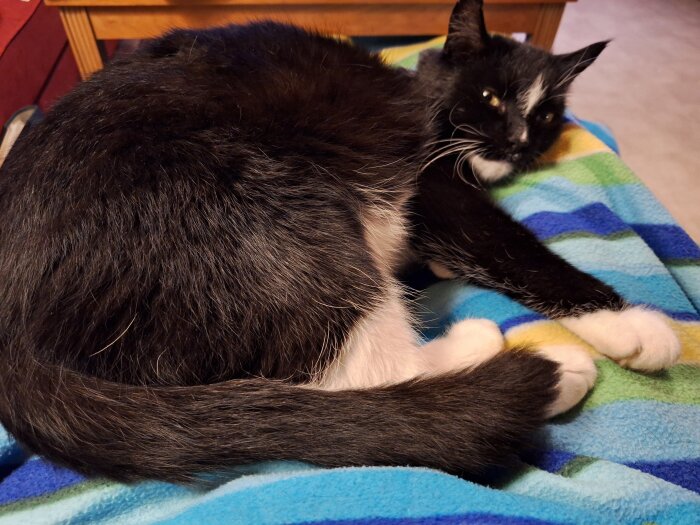 Svartvit katt sover pÄ en fÀrgglad filt med rÀnder i blÄtt, grönt och gult.