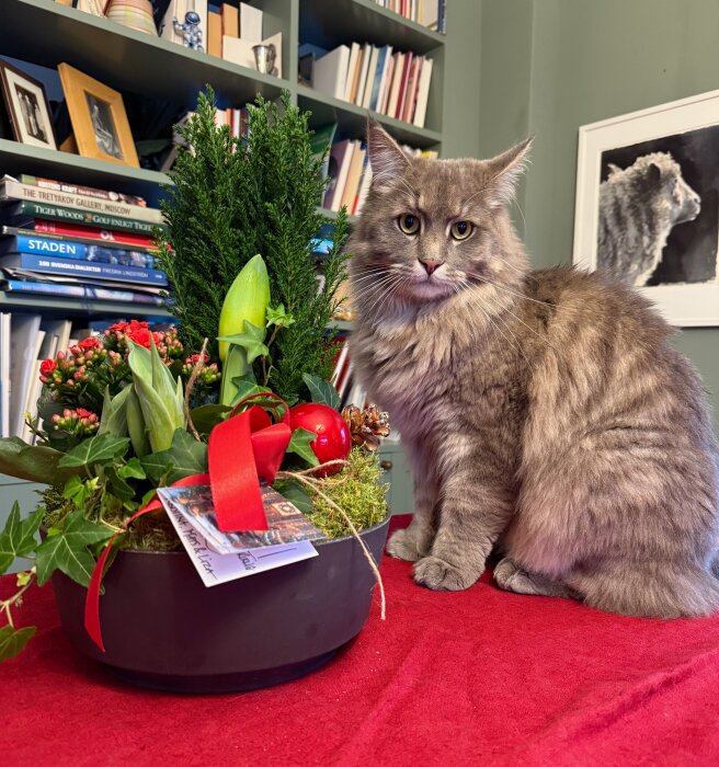 Grå katt sitter bredvid ett blomsterarrangemang med gröna växter, röda dekorationer och presentkort, på ett rött bord framför en bokhylla.