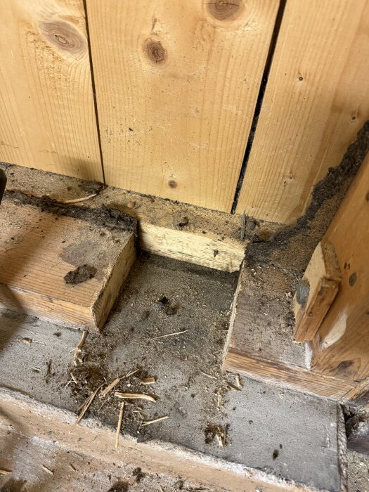 Fuktfläckar och möjligen råttspillning synliga på träreglar och golv i gammalt garage.