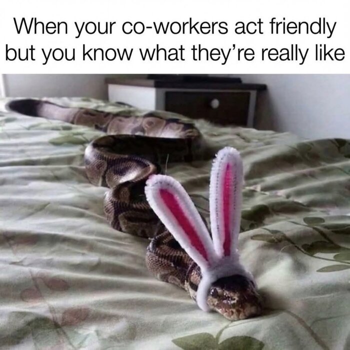 Orm på säng med kaninöron och texten "When your co-workers act friendly but you know what they're really like" ovanför.