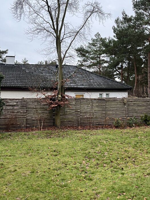 Träd framför ett trästaket med en gräsmatta i förgrunden, omgiven av andra träd. En del vissna löv på marken.