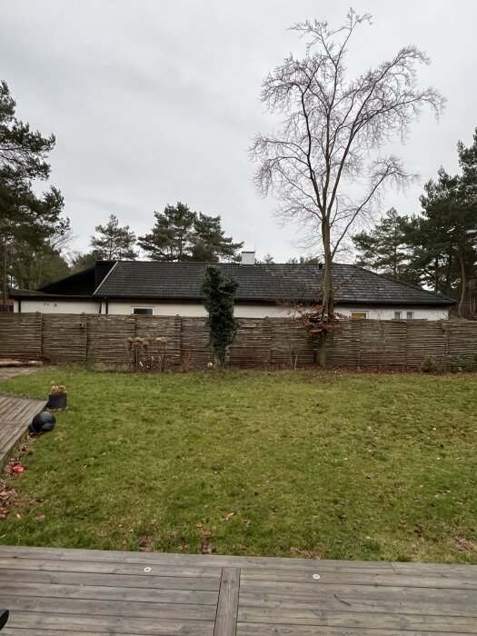 Trädgård med trästaket, gräsmatta och träd. Ett träd med murgröna klättrar mot staketet. Hus och skog syns i bakgrunden.