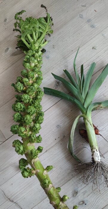 Brysselkålsstjälk och purjolök på trägolv, skördade för salladstillagning.