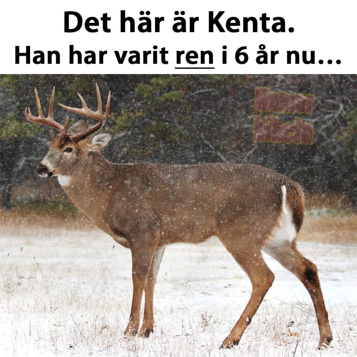 Hjort som står i snöigt landskap med träd i bakgrunden, text ovan säger "Det här är Kenta. Han har varit ren i 6 år nu…