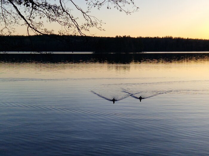 Två änder simmar på en stilla sjö vid solnedgång, med silhuetter av träd i bakgrunden och grenar som hänger ner över vattnet.