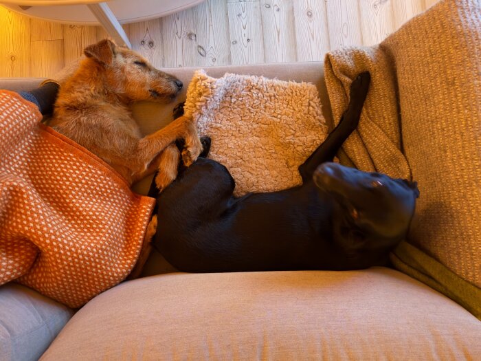 Två hundar ligger och vilar tillsammans på en soffa täckt med filtar, en är vitbrun och den andra svart.
