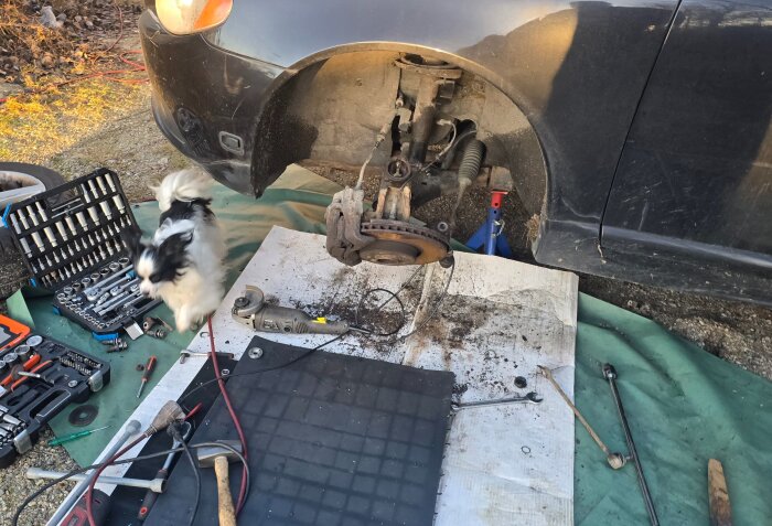 Bil utan framhjul upphissad med verktyg, som en ringnyckel och skruvmejslar, på marken. En liten hund rör sig i närheten.