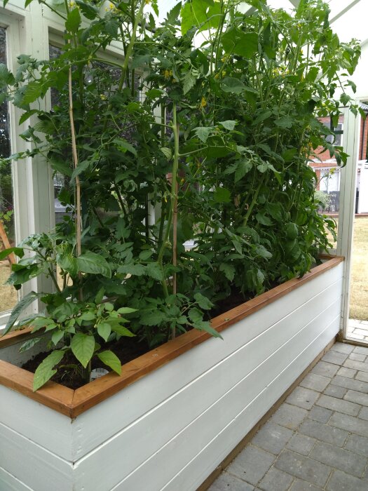 Växthus med tomatplantor byggt av återanvända fönster.