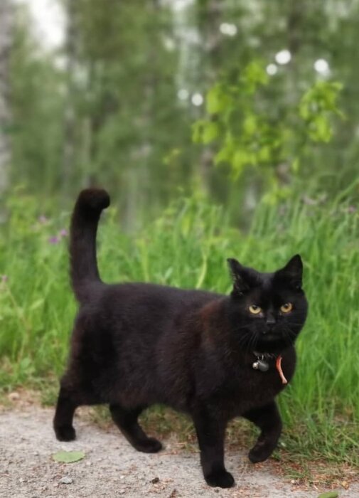 Svart katt som går utomhus på en grusväg med grönska i bakgrunden.