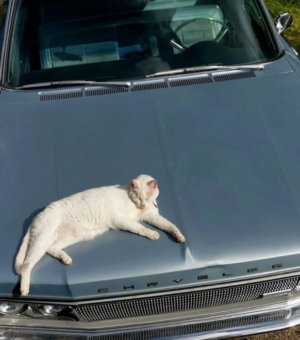 Vit katt vilar på motorhuven av en blå Chrysler-bil.