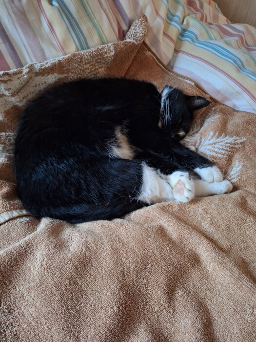 Svartvit katt sover hoprullad på en beige filt på en säng med randiga lakan i bakgrunden.