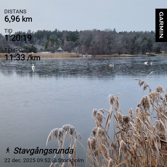 Isig sjö med svanar i vintrig miljö, omgiven av träd och vass, med Garmin information om distans, tid, och tempo för en stavgångsrunda.
