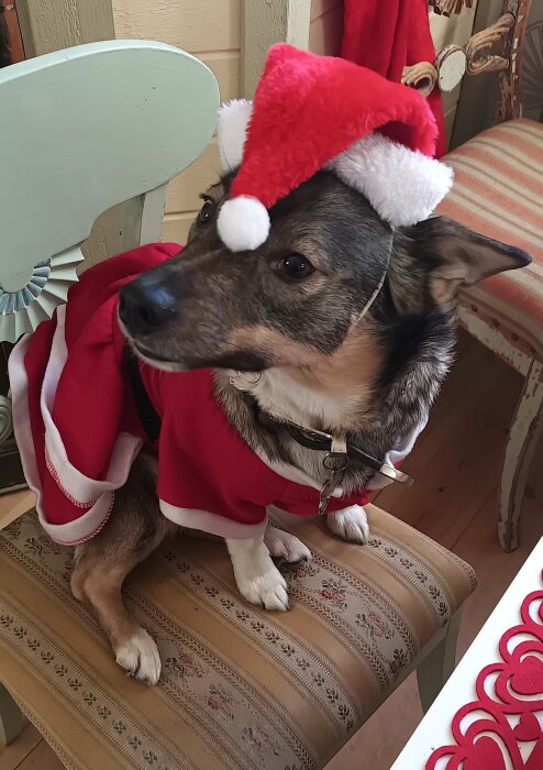 Hund klädd i tomteoutfit med röd luva och kappa sitter på en stol i julmiljö.
