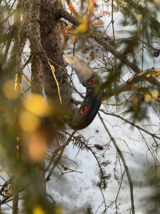 Handsåg beskär grenar på en snötäckt gran i skogen.