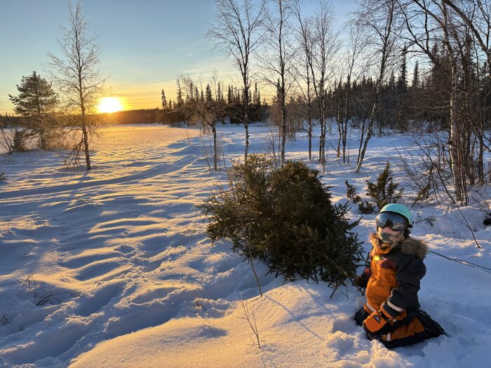 Barn i vinterkläder drar en gran genom snötäckta landskap medan solen går ner bakom träden i bakgrunden.