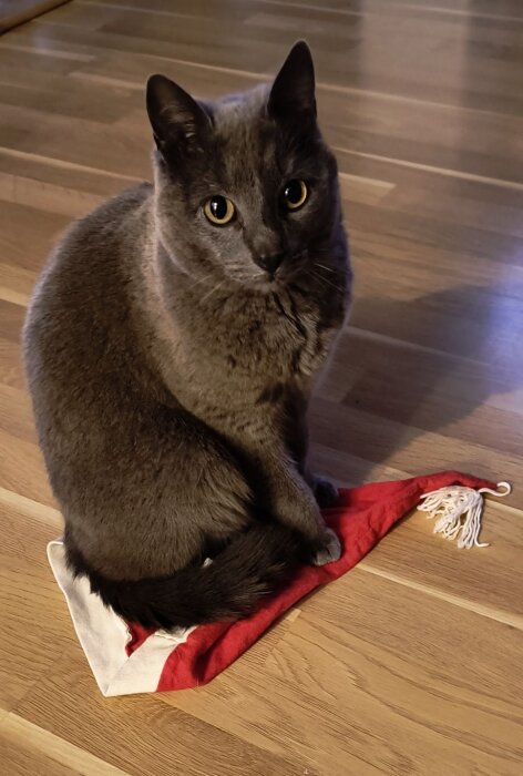 Grå katt sitter på en tomteluva på ett trägolv.