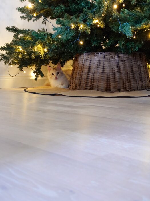 En katt ligger under en tänd julgran med ljusslingor, intill en korg som täcker granens bas.