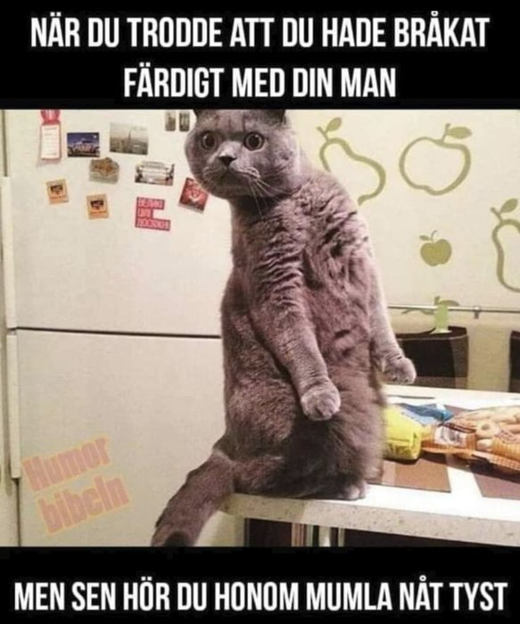 En grå katt står på bakbenen på en köksbänk framför ett kylskåp, med en förvånad blick.