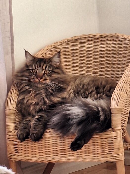 Långhårig katt liggande i en korgstol.