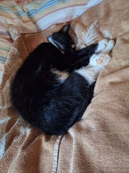 Svartvit katt sover hoprullad på en brun filt på en säng med randiga lakan.