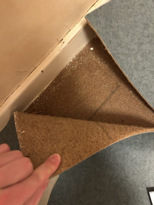 En hand lyfter en brun matta i ett hörn av ett rum. Under mattan syns golv av en blåaktig nyans och väggar med färg som flagnar.