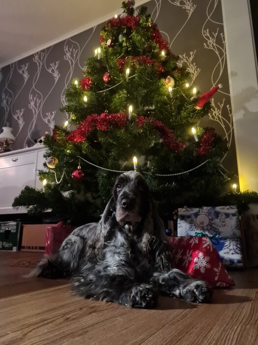 Hund ligger under en julgran med ljus och röda dekorationer. Bakom hunden finns inslagna julklappar och en vit byrå mot en mönstrad vägg.